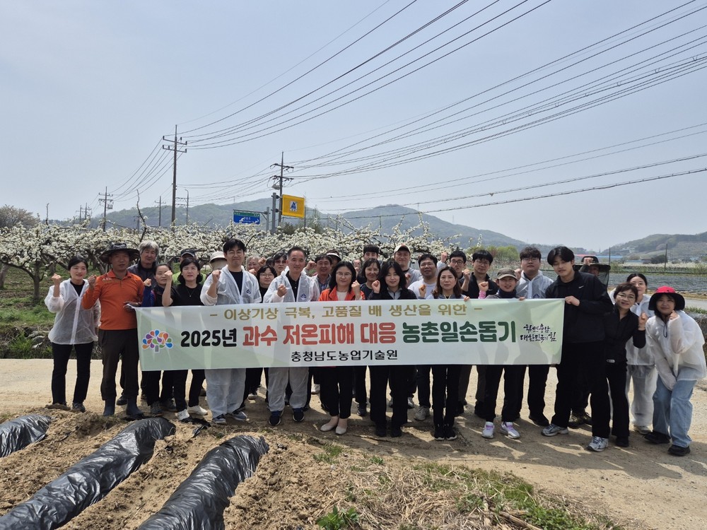 충남농업기술원, 아산시 배 농가 인공수분 자원봉사