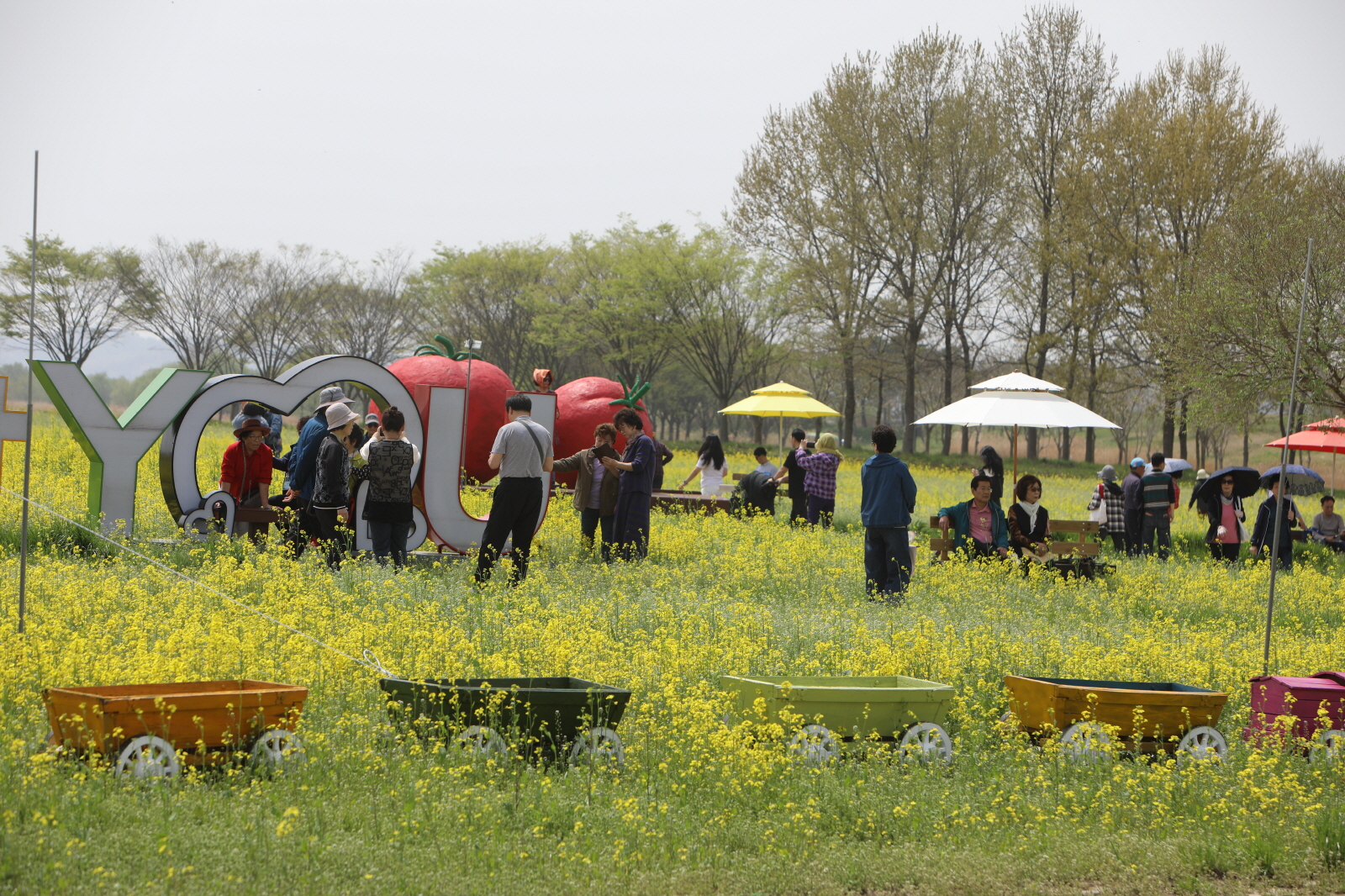 2025 부여세도 방울토마토&유채꽃 축제, 봄의 정취 속에 성황리 마무리