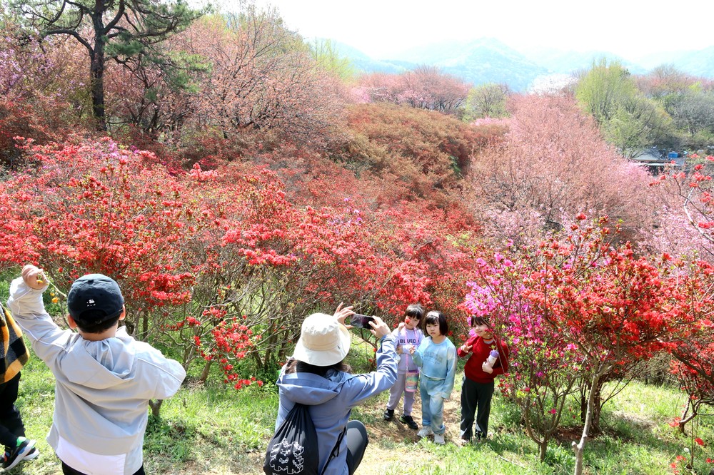 완산공원 꽃동산 주말 절정, 봄꽃 향연 ‘시작’