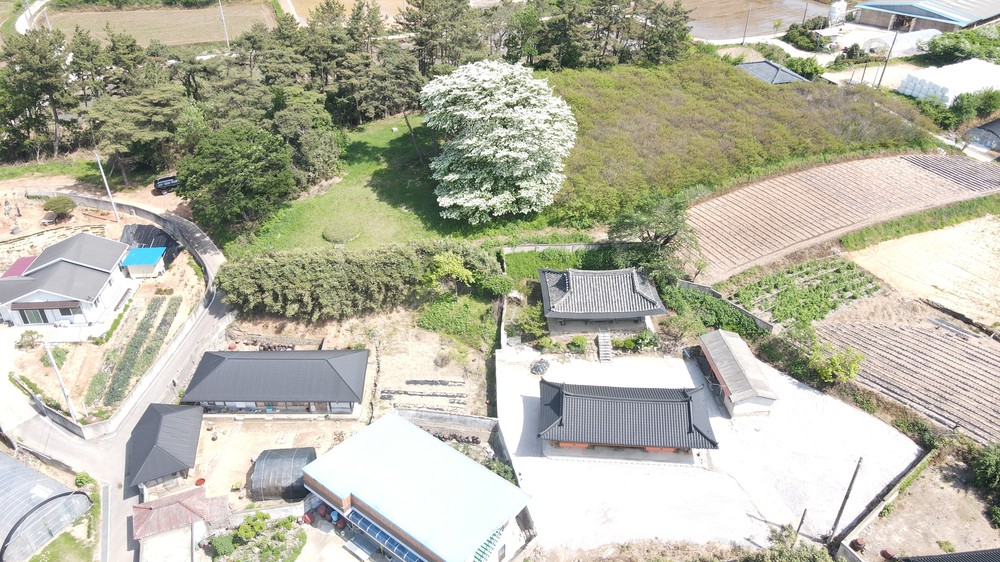 꽃처럼 피어난 명예… 고창 이팝나무, ‘2025 올해의 나무’ 선정