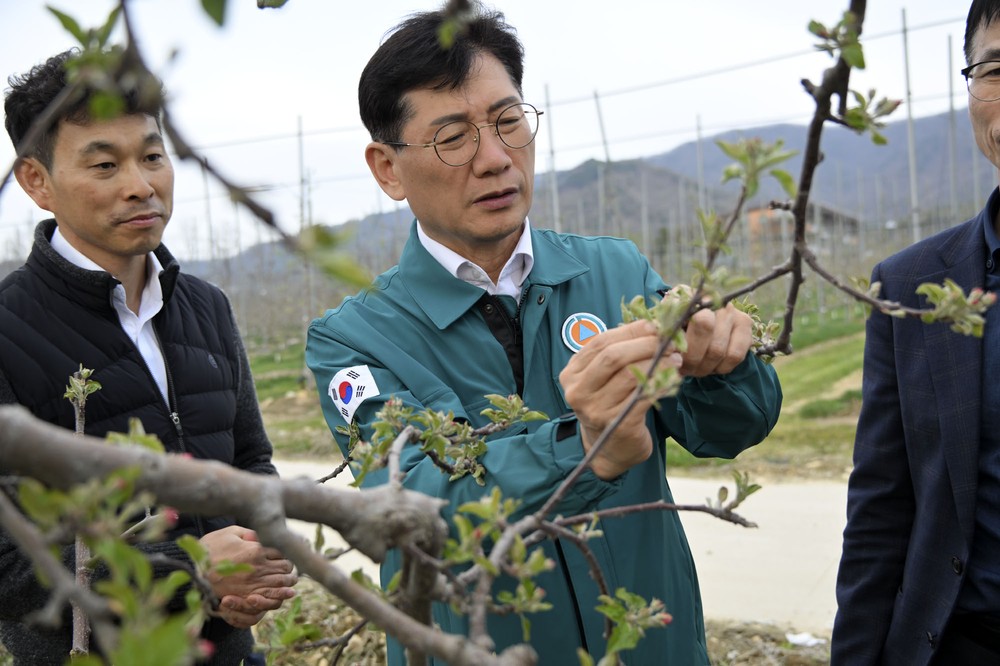 장수군, 이상기온 과수 저온피해 적극 대응