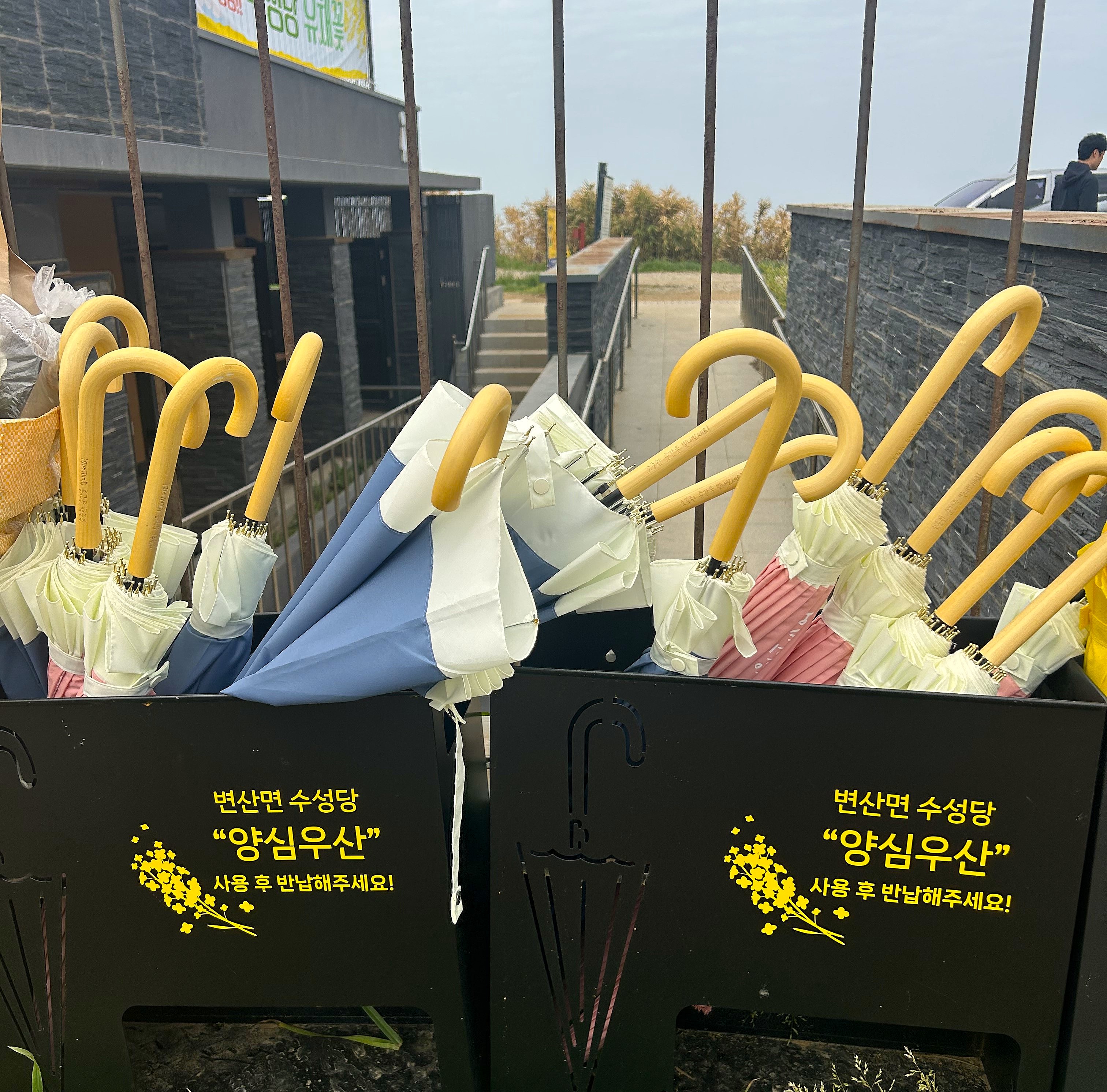 부안 변산면 수성당, 봄의 물결 따라 노랗게 물든 유채꽃 만개