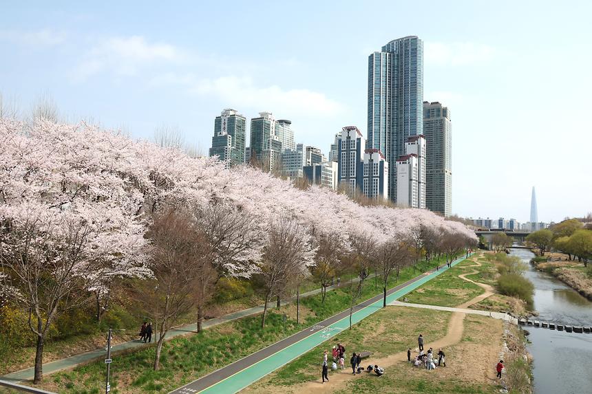 강남구, 양재천 벚꽃길에 예술작품과 경관조명 설치…'사계절 감성 공간'으로