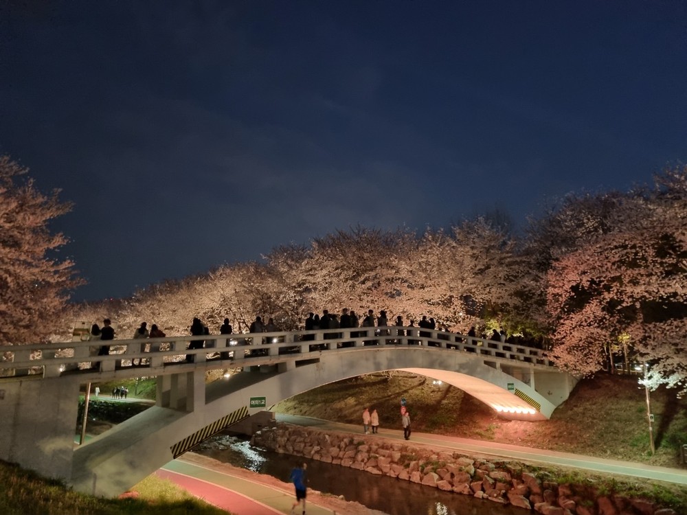 서초구, 야간 벚꽃조명으로 봄밤의 낭만 만끽하세요!