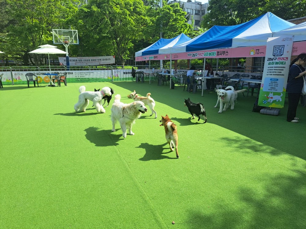 강남구, 4월 19일부터 ‘반려견 순회 놀이터’ 운영