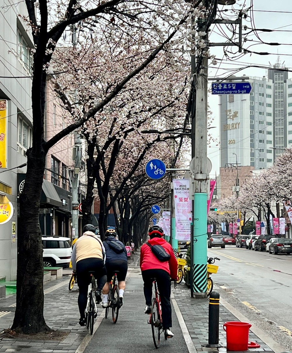 벚꽃 따라 달린 봄! 강동구 천호자전거거리, 라이딩 명소로 주목
