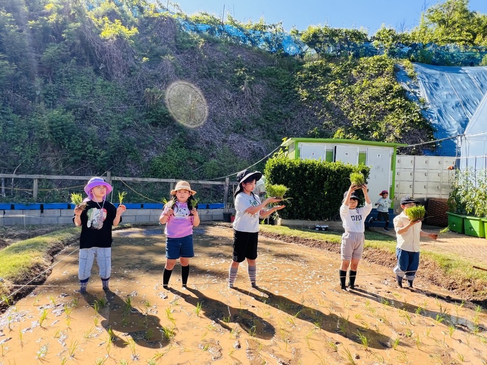 도심 한복판에서 만나는 옛 농촌의 정취, 중랑구 ‘전통 모내기 체험’ 운영
