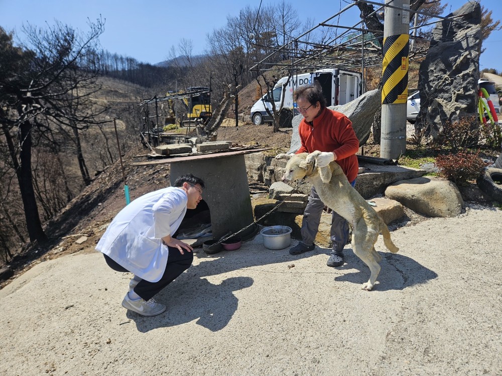 영양군, 산불 피해 지역 반려동물 무료 진료 지원
