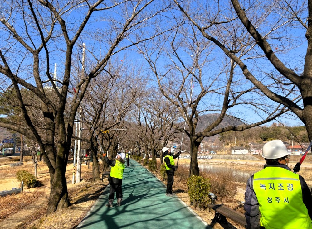 벚꽃 더 활짝 핀 북천변, 상주시 적기 수목 관리로 시민 호응