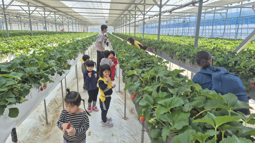 봉화군 어린이급식관리지원센터, ‘튼튼쑥쑥 골고루 친구들’ 딸기 따기 체험 행사 운영