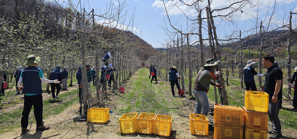 농촌진흥청 직원, 안동시 산불피해 농가 일손돕기 지원