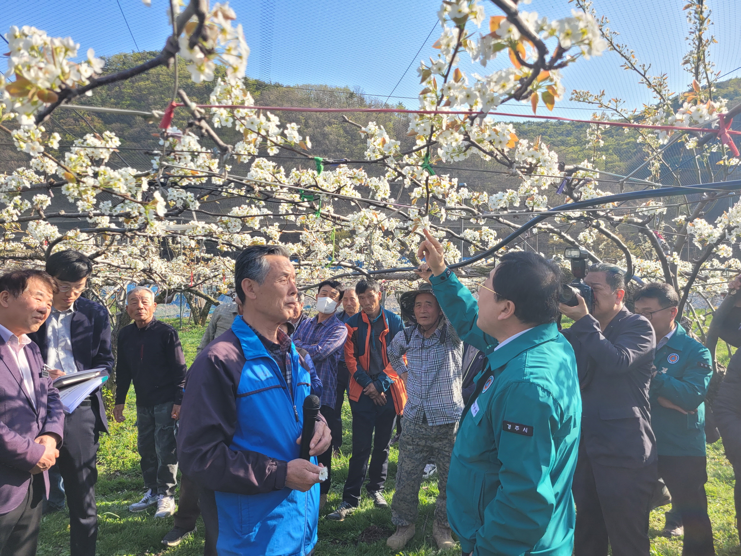 경주시, 이상저온 배꽃 피해 농가에 긴급 예비비 4천만 원 투입