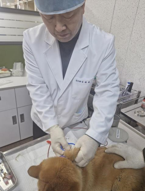 진도군, 천연기념물 진도개 의료 복지 혁신적 향상