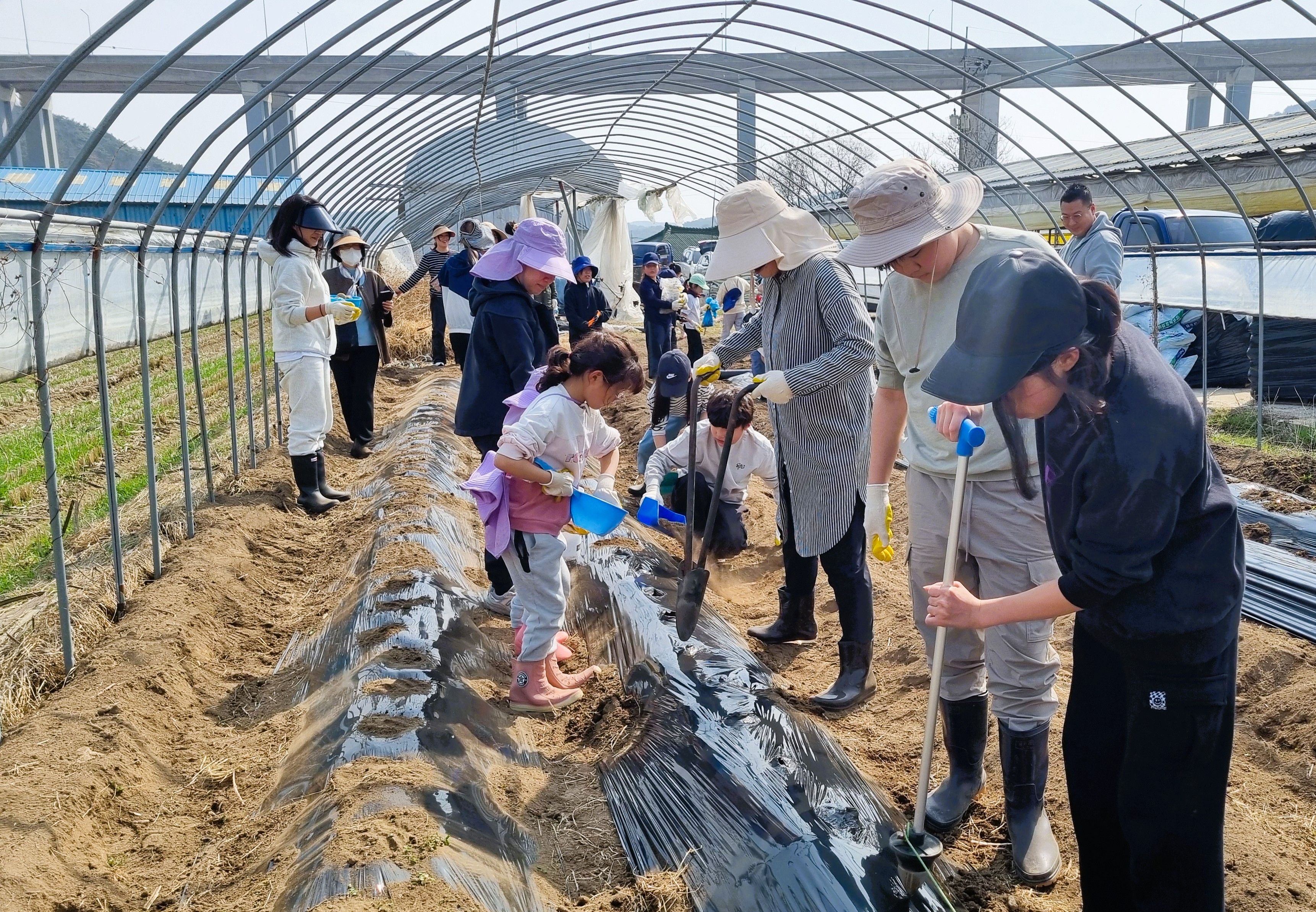 장성군 “선한 뜻 모아 키우는 서삼면 감자… 맛있을 수밖에요”