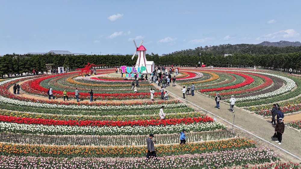 2025 섬 튤립축제 튤립과 함께한 10일 간의 로맨스