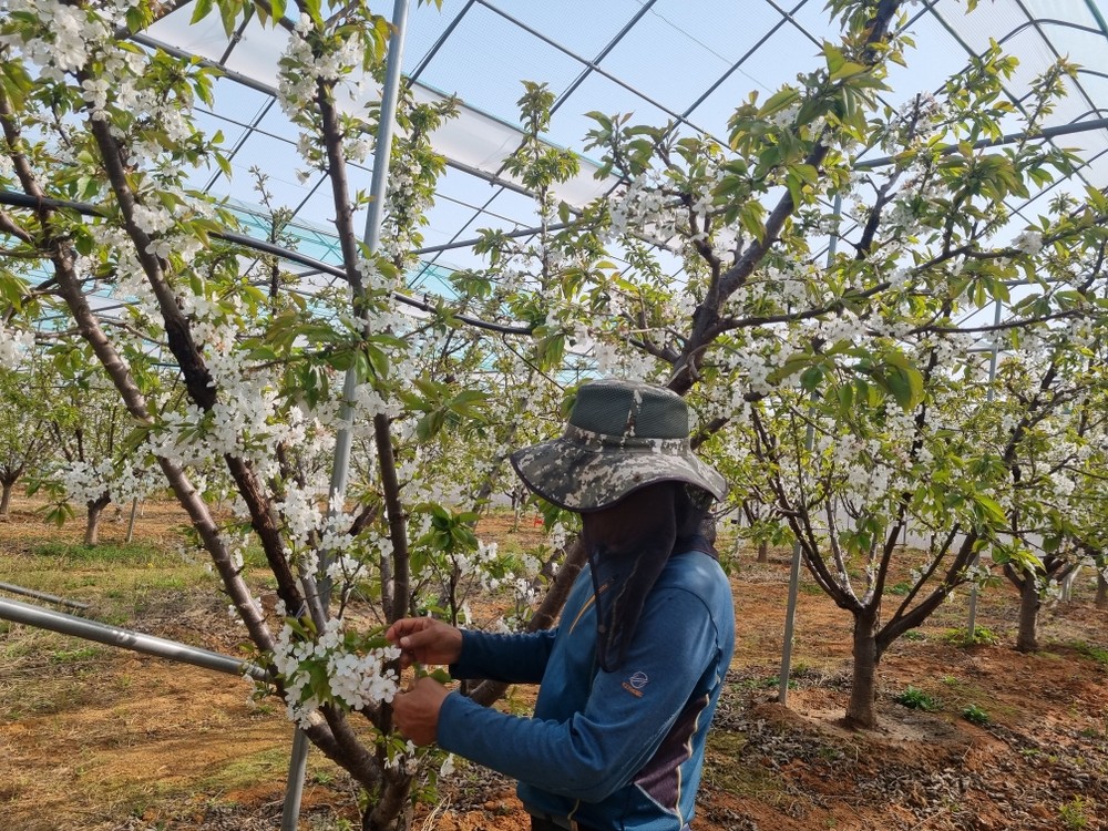 강진군 “체리 수정률 향상 실마리 풀었다” 인공 꽃가루·수정벌 이용 수정률 향상, 농가 호응 높아