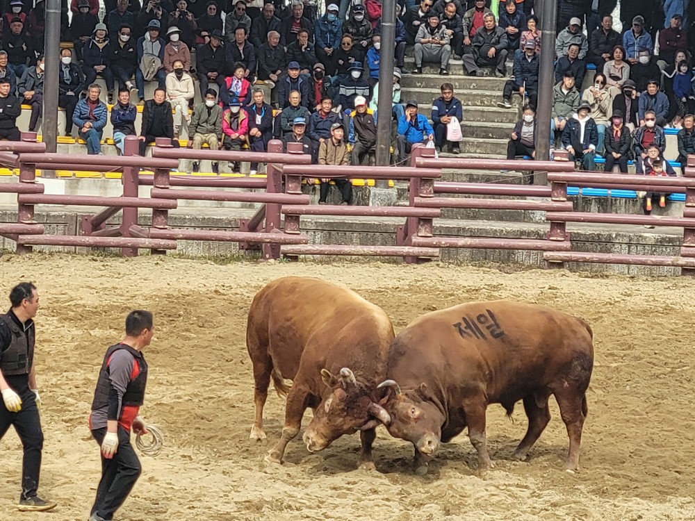 창녕군, 제21회 창녕 전국 민속소힘겨루기대회 개최