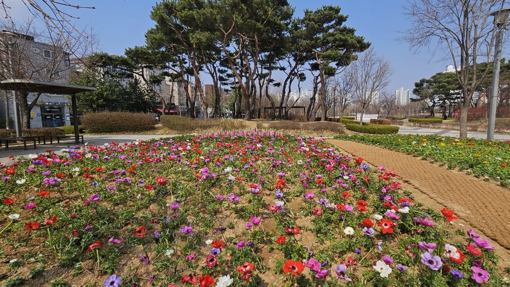 한강중앙공원, 봄꽃으로 공원 새단장