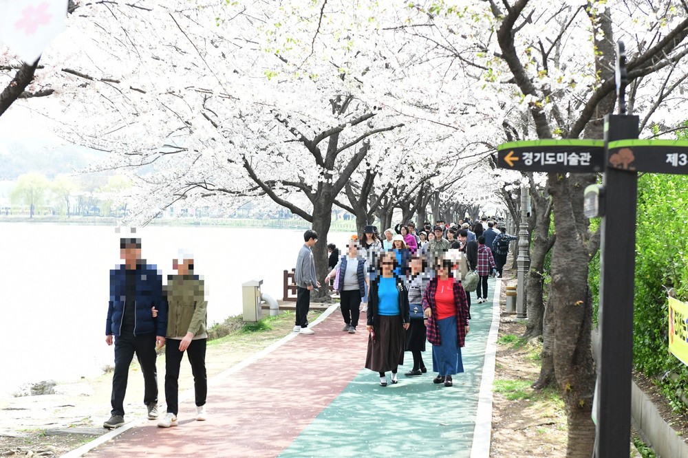 안산 화랑유원지 벚꽃과 어우러진 문화·체험형 축제로 시민들 큰 호응