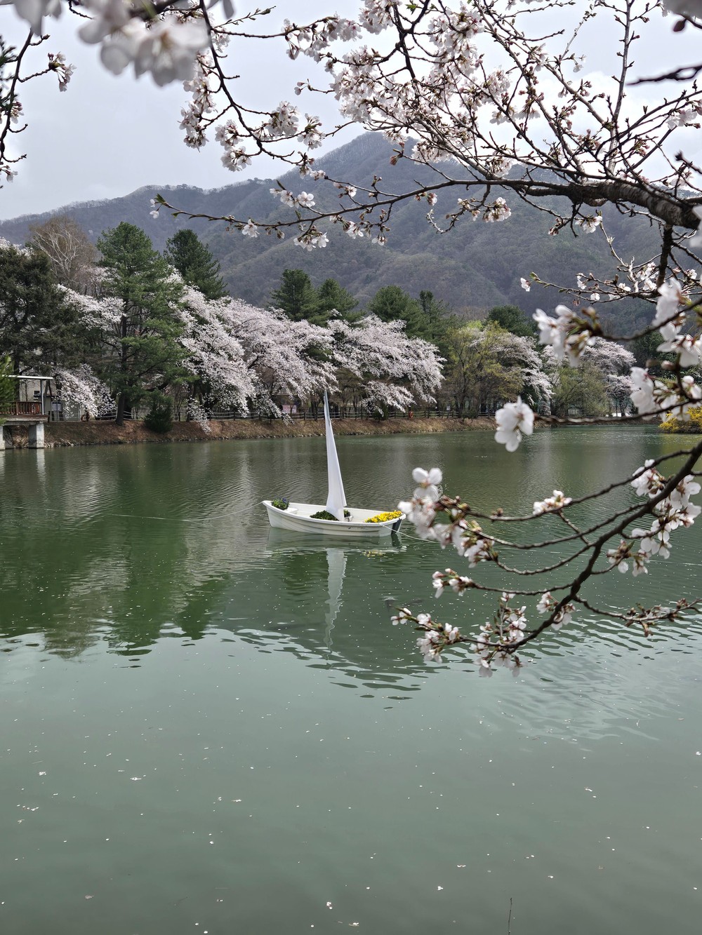 가평군, 옛 내수면연구소 벚꽃길, 4월20일까지 연장 개방