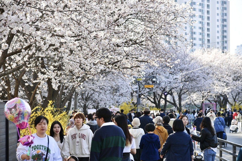 2025 김포 벚꽃축제, 25년전 시민 노력이 7만 김포대표봄꽃축제로
