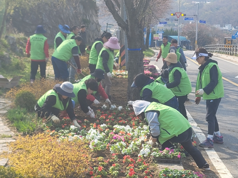 강화군 화도면 주민자치위원회, 장화리 일원에 봄꽃 임파첸스 3,000여 본 식재