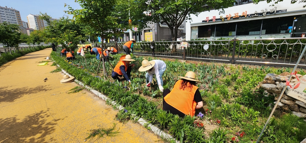 계양구 계양3동 주민자치회, 봄 맞이 수변 꽃길 정비 활동