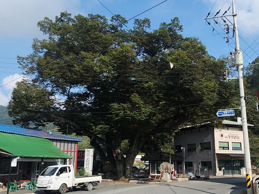 금산군, 보호수 지정 대상목 발굴 나서