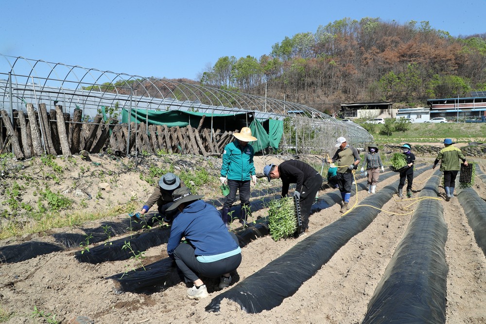 안동시청 직원봉사단, 산불피해 복구에 구슬땀
삼육대학교 학생들도 일직면 방문해 봉사활동 펼쳐