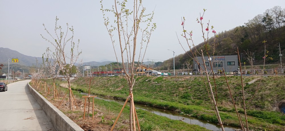 계룡시, 연산천 도로변 가로수 식재 조성 완료