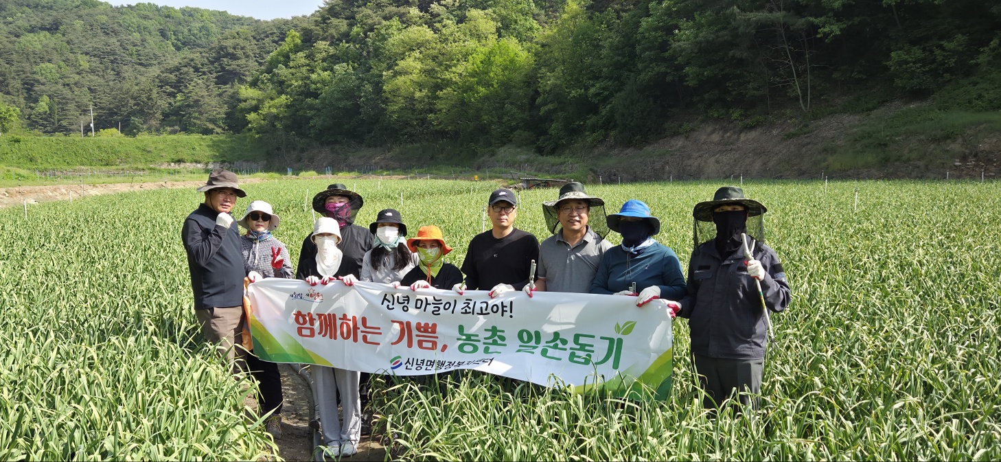 신녕면, 마늘재배 농가 농촌일손돕기 실시