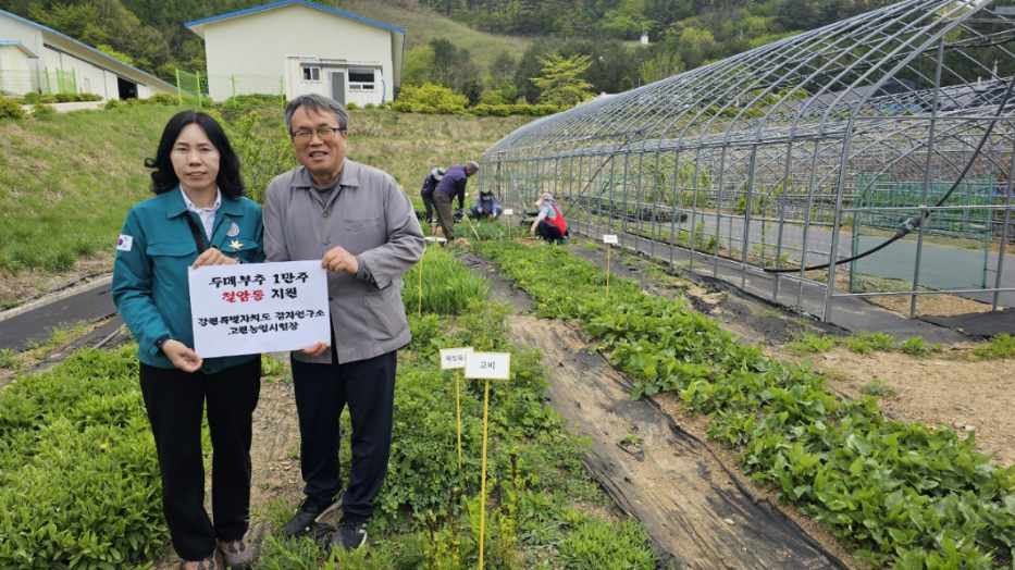 철암동, 두메부추 모종 1만 주 식재