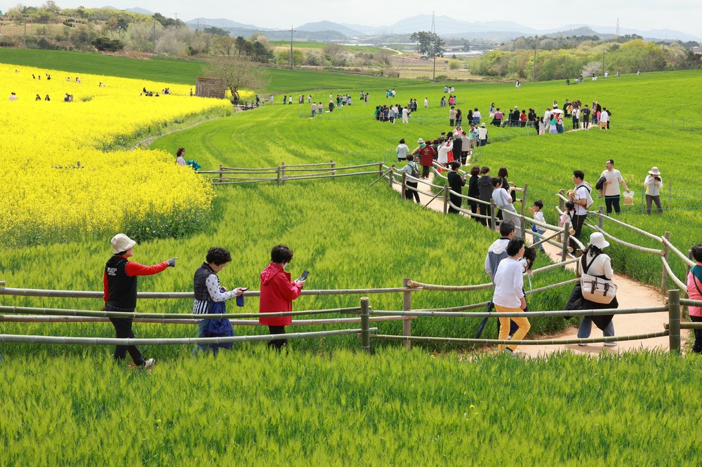 제22회 고창 청보리밭 축제, 23일간의 대장정 성황리에 마쳐