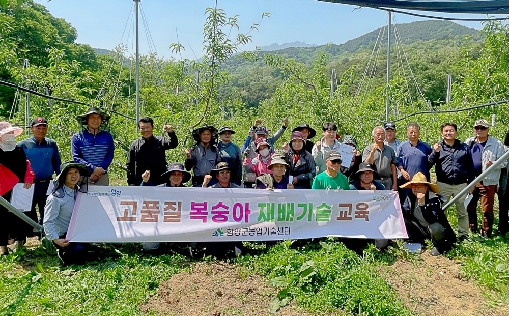 함양군, 만생복숭아 적심 및 하계전정 현장교육 실시