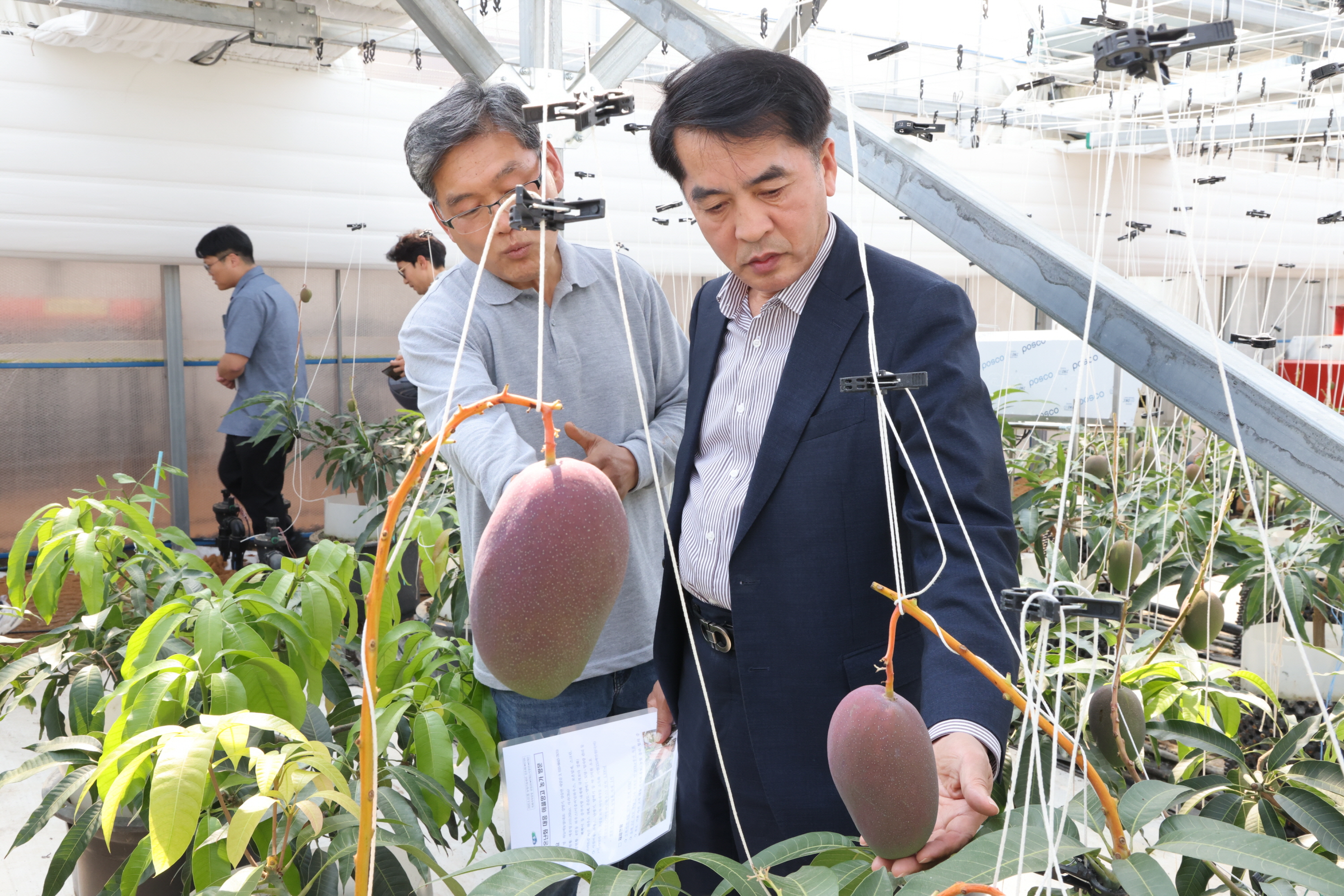 보은군 제1호 애플망고 농가, 지구온난화 대응 스마트농업으로 가능성 열어