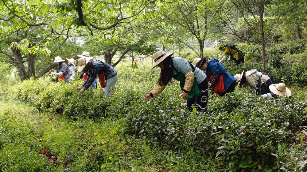 하동군자원봉사센터, 하동으로 열기, 잇기, 맺기 본격 시작
“차차(茶茶) 가까워지는 우리 사이”…녹차문화권 볼런투어로 지역 활력 도모