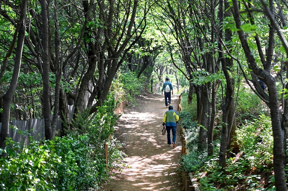 서대문구 백련산 능선 등산로 2km 구간 '맨발길' 새 단장