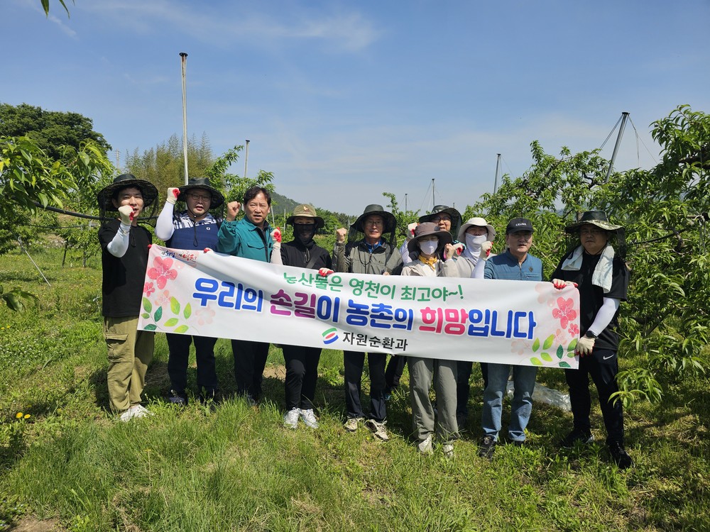 영천시 자원순환과, 영농철 농촌일손돕기 총력자원순환과 직원 일동, 복숭아 밭에서 구슬땀