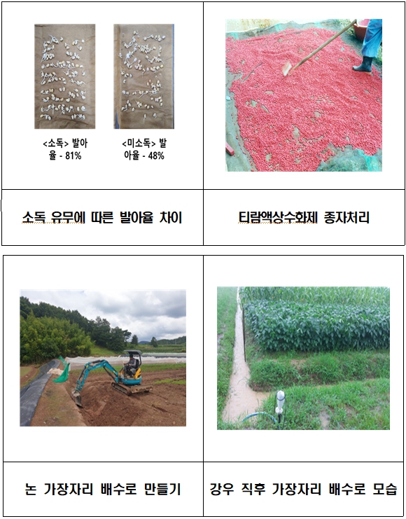 옥천군, 콩 심기 6월 초중순이 적기