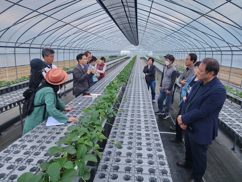 고령군 딸기고설육묘학과, 죽향딸기 개발자 이철규 연구관과 함께하는 현장 컨설팅 실시