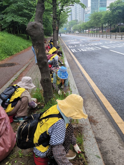 파주시 금촌2동, 노인일자리 참여자와 도로변 잡초 제거…거리 환경 개선 앞장