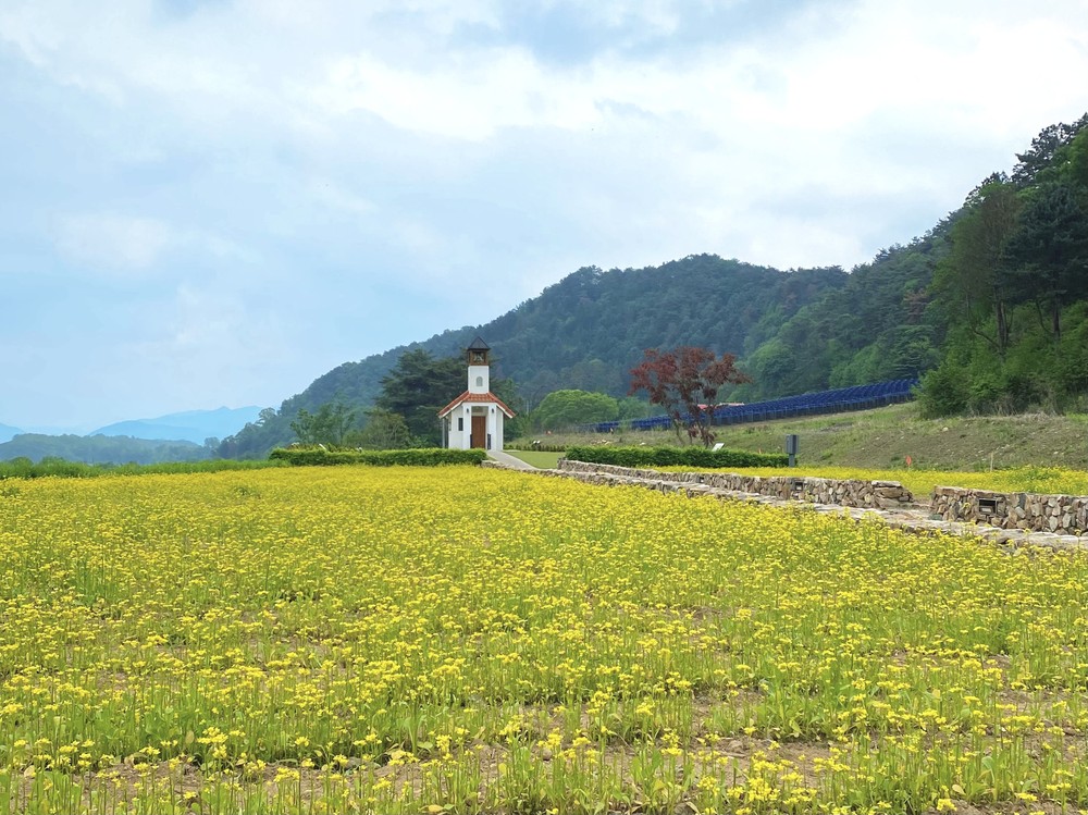 홍천무궁화수목원 계절 꽃밭 노란 유채꽃 만개