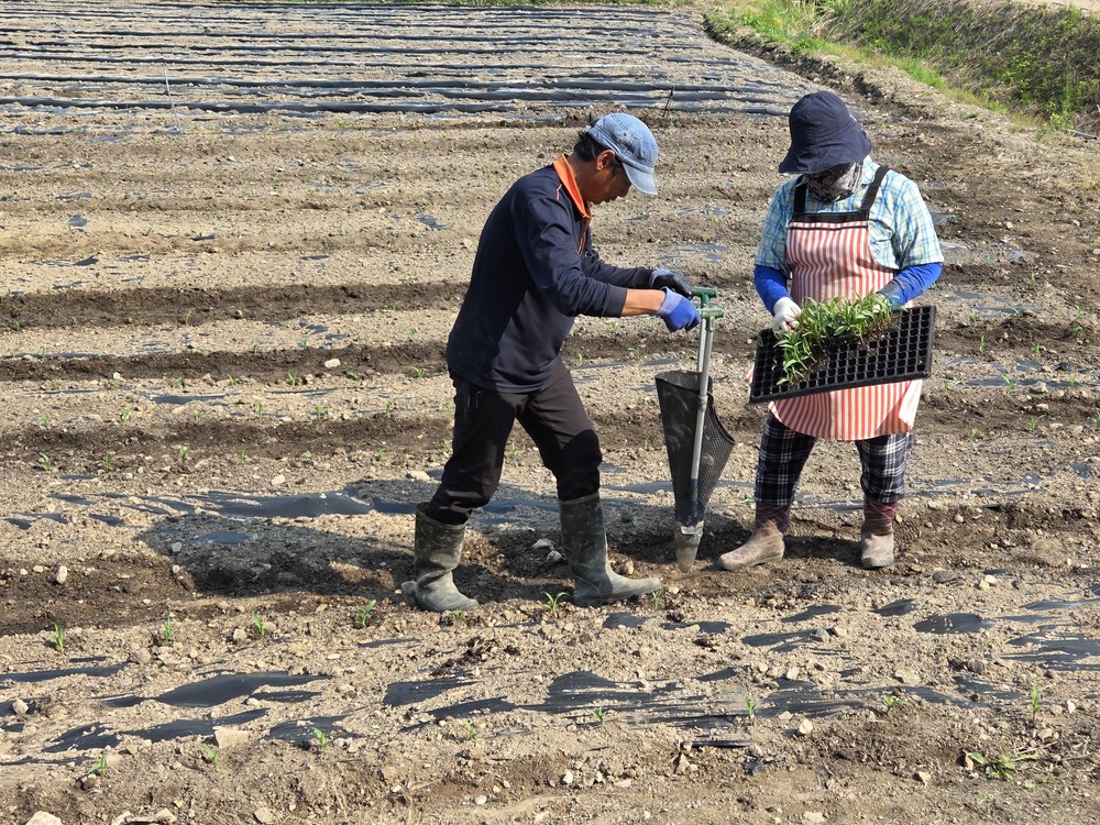 내촌면 와야 1리와 농협중앙회 강원본부, 1사 1촌 교류 행사 개최
