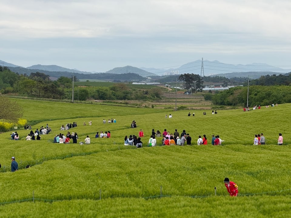 고창청보리밭축제 흥행대박 비결은? ‘드라마 같은 풍경, 영화 같은 하루‘ 고창청보리밭축제 51만명 방문 대박