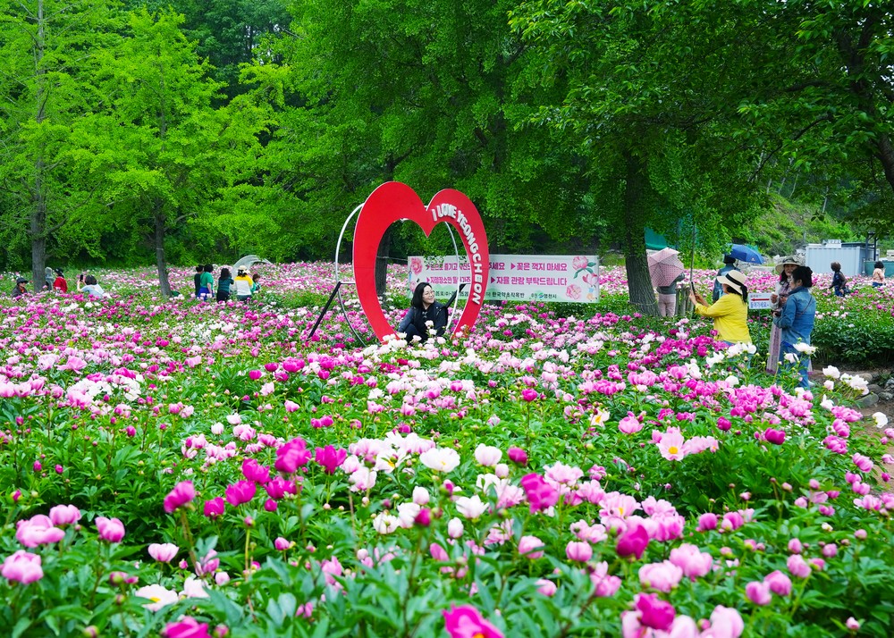 작약꽃 물결 속으로… 영천 작약꽃 나들이 열기 ‘후끈’