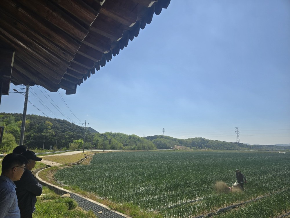 장수군, 이상기후에 따른 노균병 방제 요령 안내
양파 수확 전 생육 관리 당부