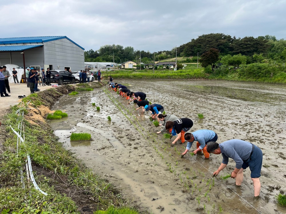 제천농민회, 제9회 통일쌀 경작지 모내기 행사 성료