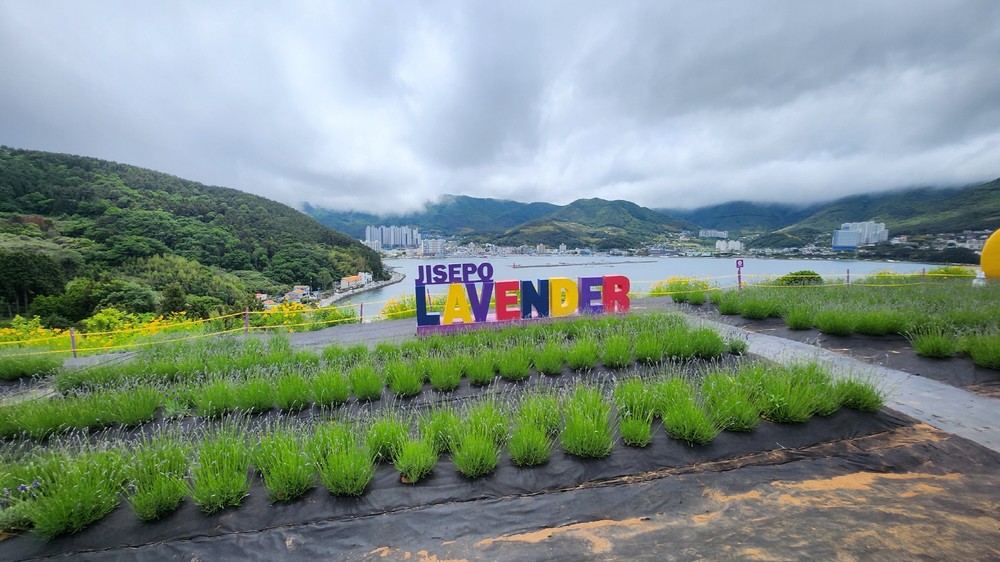 문화재가 꽃피다! 거제 지세포진성 꽃동산 활짝