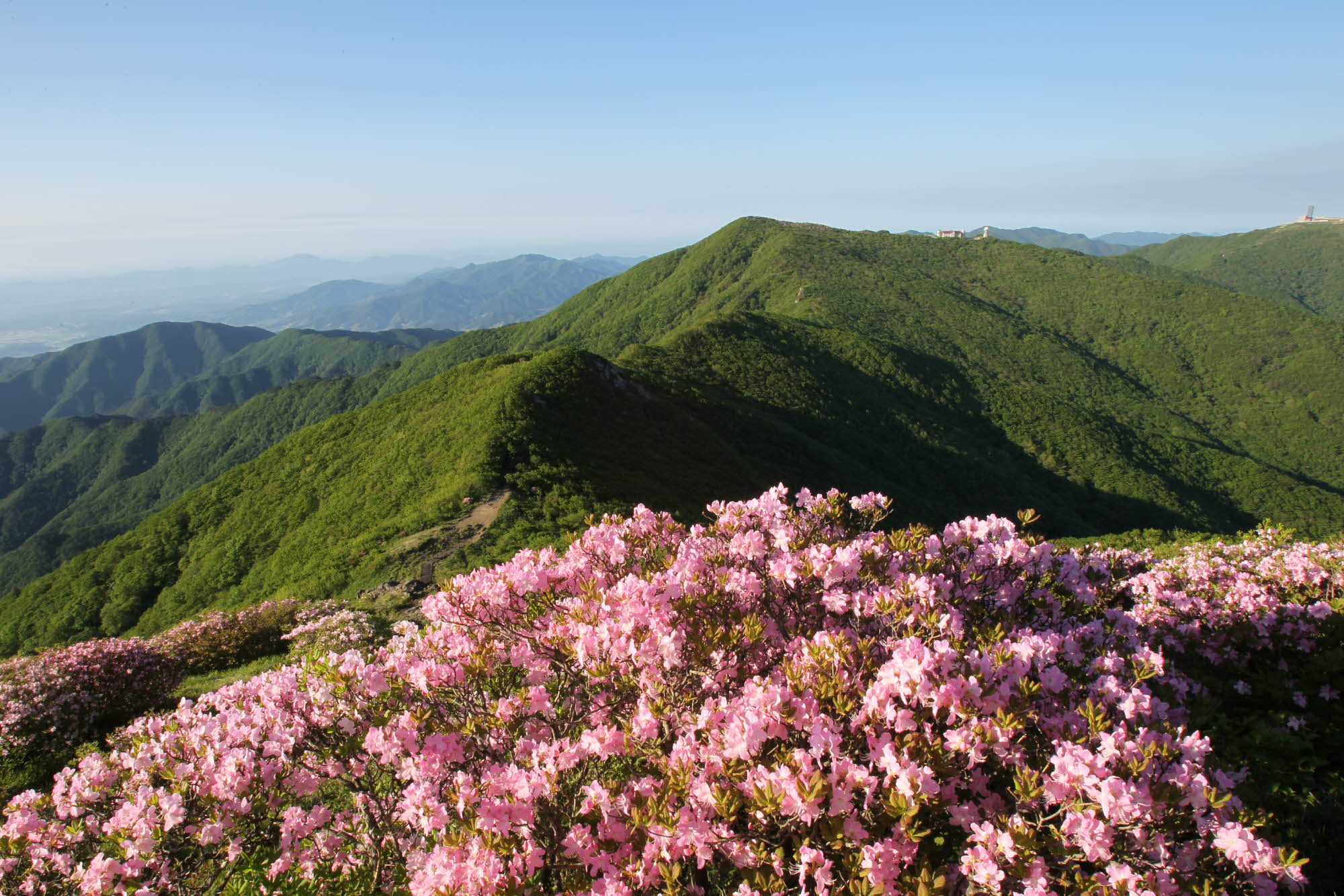 소백산, 철쭉 물결 시작… 5월 산행객 발길 분주