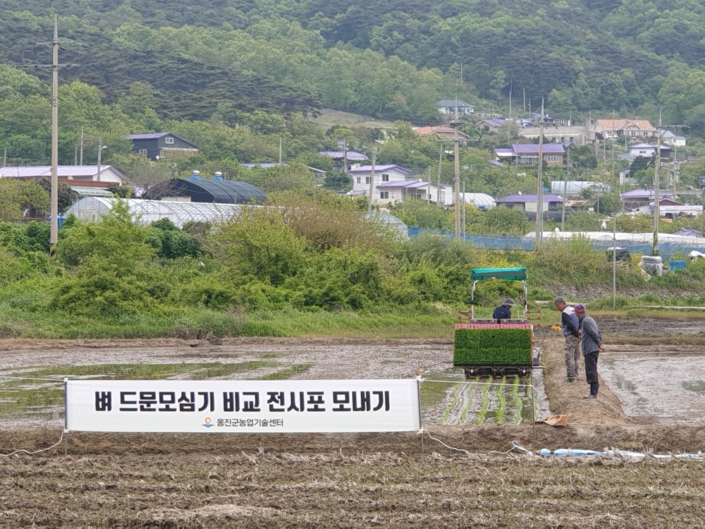 옹진군, 드문모심기 비교 전시포 운영 - 벼농사 생산비 및 농촌노동력 절감 추진